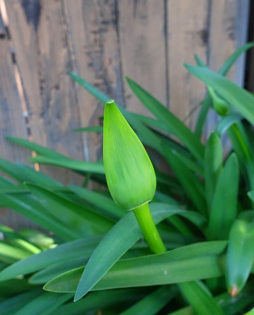agapanthus, flowers, spring, blooming