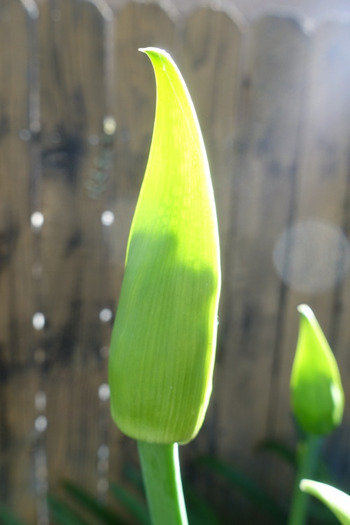 agapanthus, flowers, spring, blooming