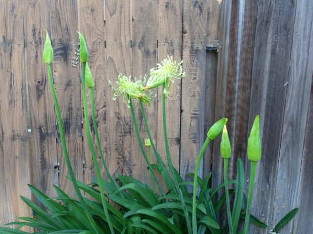 agapanthus, flowers, spring, blooming