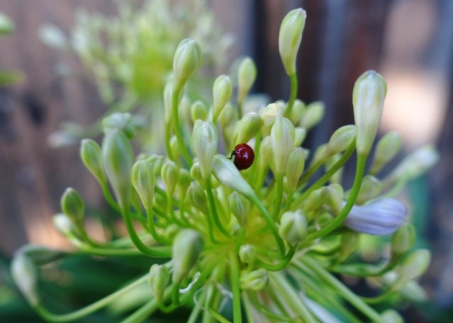 agapanthus, flowers, spring, blooming