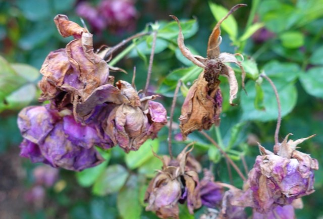 Dried out roses, small roses, triple digit heat, hot