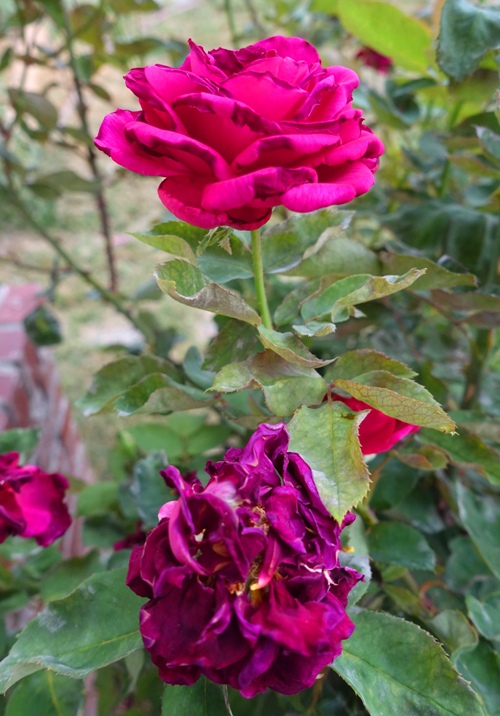 Dried out roses, roses, triple digit heat, hot