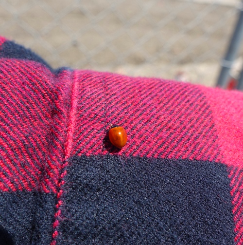 Ladybug, plaid shirt, nature, bugs