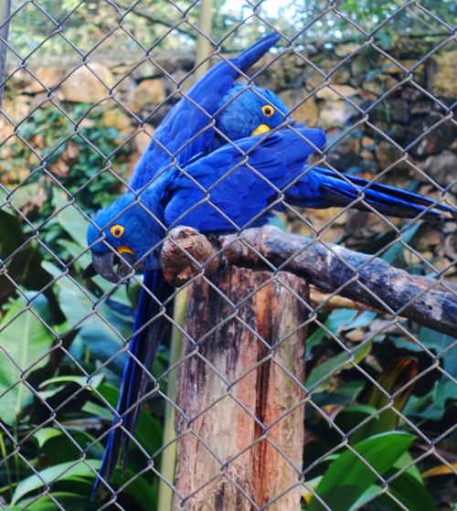 Sao Paulo Zoo, Hyacinth macaw, anodorhynchus hyacynthinus, birds
