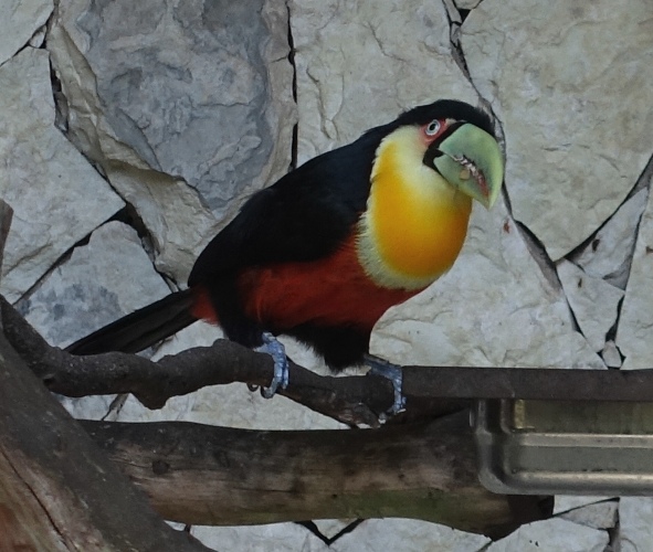 sao paulo zoo, birds, toucan, ramphastos dicolorus