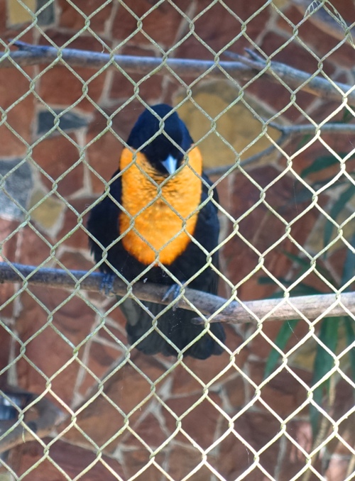 red-Aruffed fruitcrow, pyroderus, birds, sao Paulo zoo