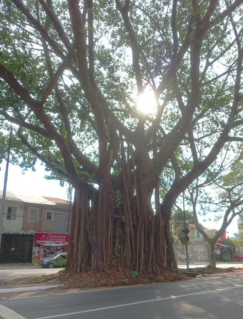 sao Paulo Brazil tree street sun