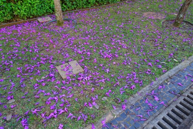 fallen flowers, blooms, spirng?, Southern Hemisphere winter
