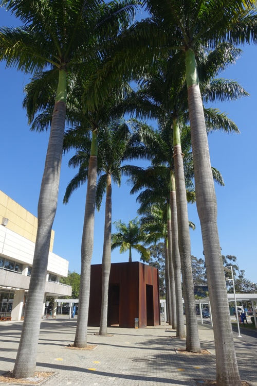 Sao Paulo Trees, palm trees, winter