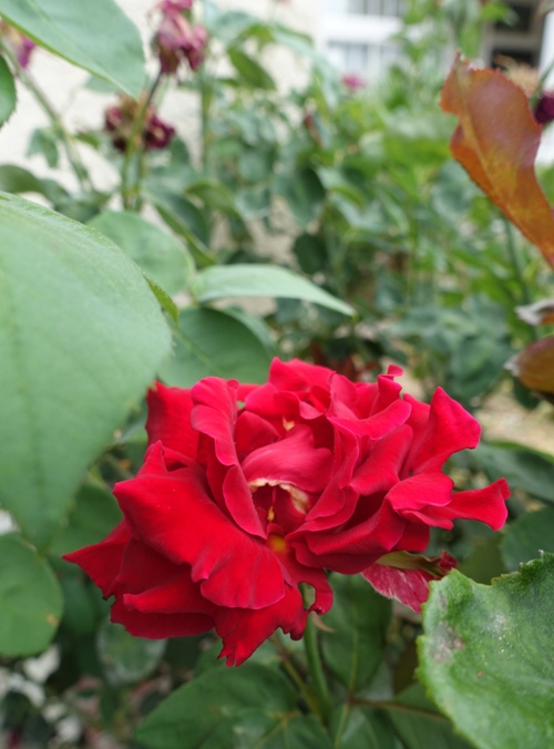 rose bush, Mr. Lincoln, hot weather, summer, yard work