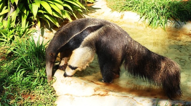 giant anteater, sao paulo zoo, anteater, a-z