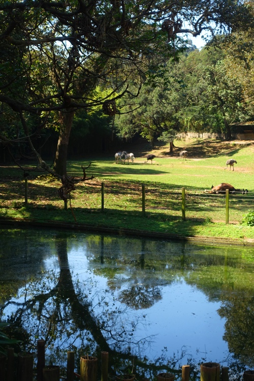 zoo view, sao paulo zoo, zebra, camel, ostrich, pond
