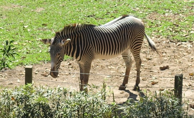 Grévy's zebra (Equus grevyi), imperial zebra, sao paulo zoo