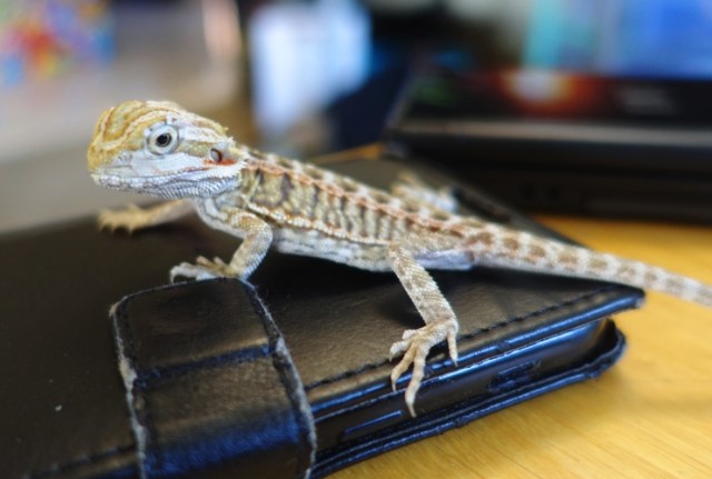 Lizard, friends, family, reptiles