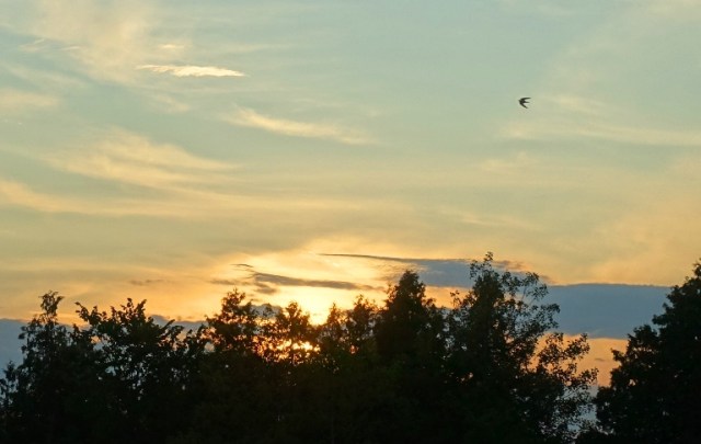kingbridge centre, canada, trail, trees, sunset