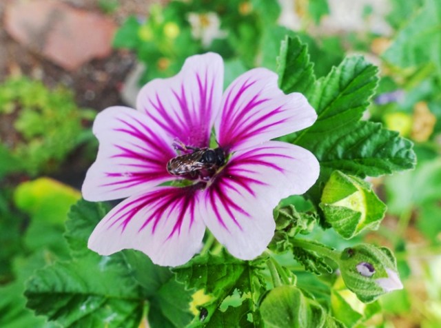 bee, flower, flowers, fall, flora and fauna