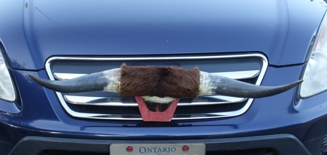 Toronto, Canada, Horns on car, rancher, weird stuff