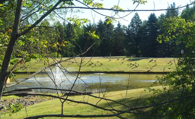Kingbridge Centre, Pond, Canadian Goose, fountain