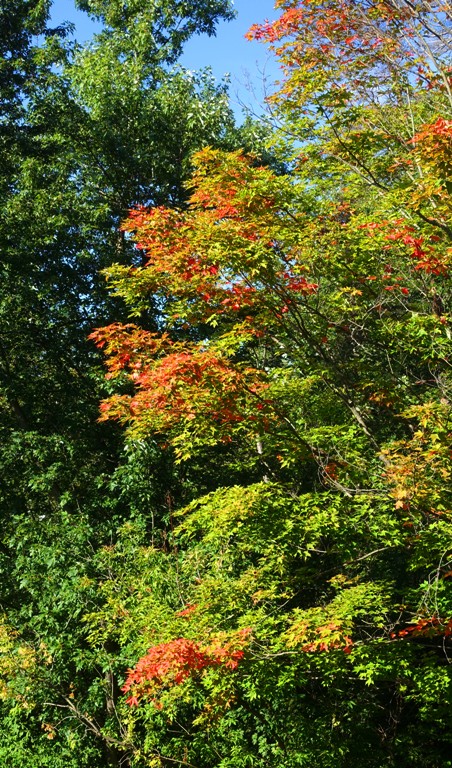 Fall Color, Canada, Red Leaves