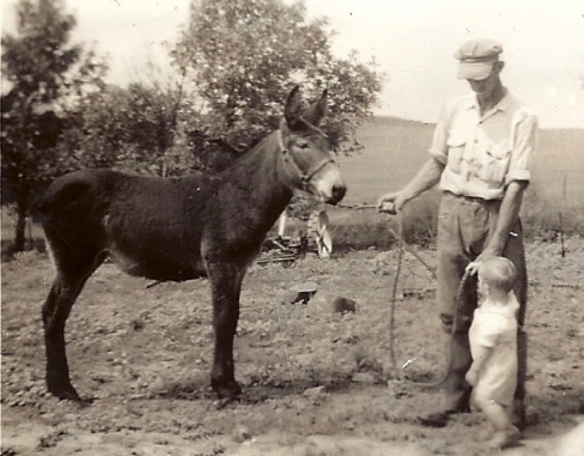 Grandpa, Mule, Farming, Iowa