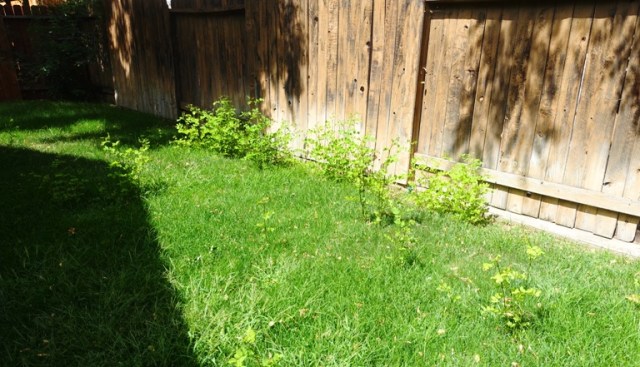 back yard, volunteer trees, yard work