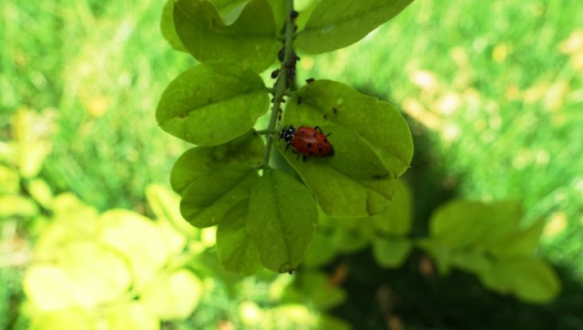 ladybug, tree leaf, yard work, back yard