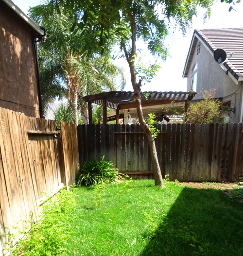 tree triming, leaning tree, back yard