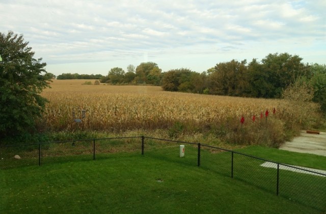 Iowa cornfield, ready for harvest, Iowa, corn, tall corn state