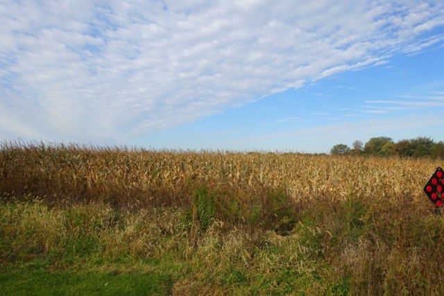 Iowa cornfield, ready for harvest, Iowa, corn, tall corn state