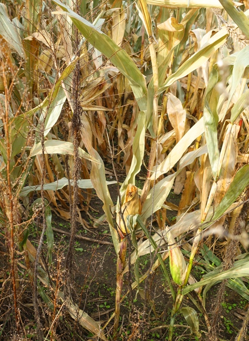 Iowa cornfield, ready for harvest, Iowa, corn, tall corn state
