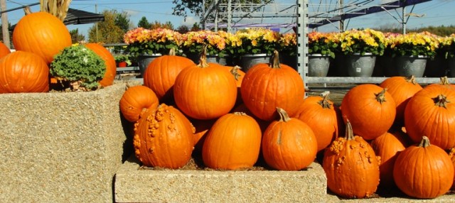 National Pumpkin Day, Pumpkins, Gourds, Pumpkin Spice, San Joaquin