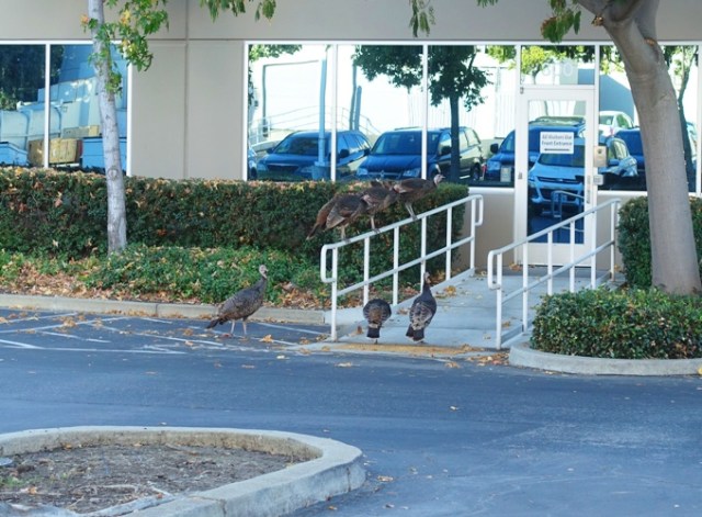 wild turkeys, roosting turkeys, thanksgiving, rafter of turkeys