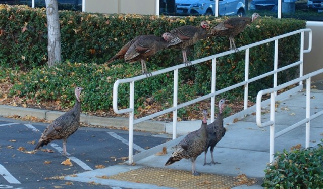wild turkeys, roosting turkeys, thanksgiving, rafter of turkeys