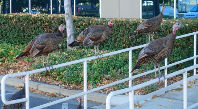 wild turkeys, roosting turkeys, thanksgiving, rafter of turkeys