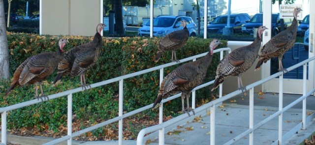 wild turkeys, roosting turkeys, thanksgiving, rafter of turkeys