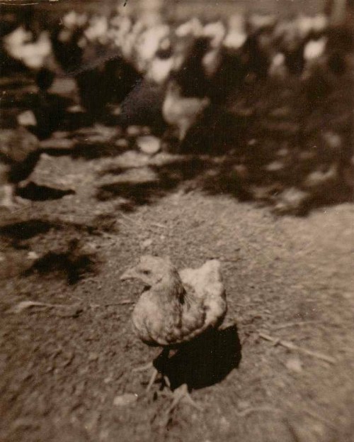 chickens, barnyard, fowl, Iowa farm