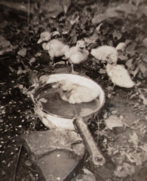duck in a pan, ducklings, barnyard fowl, Iowa farm