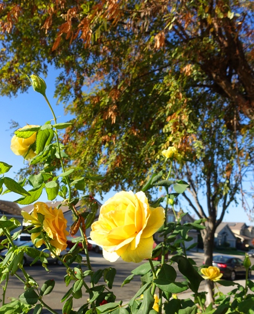 Autumn, Roses, Red Roses, Yellow Roses, November Roses, California roses