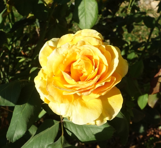 Autumn, Roses, Red Roses, Yellow Roses, November Roses, California roses