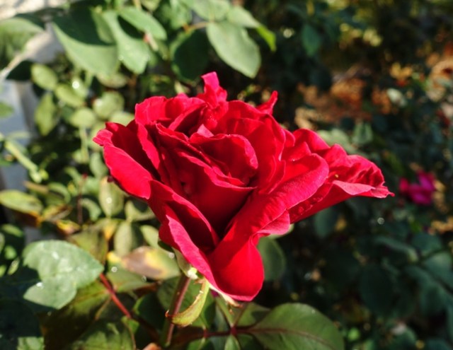 Autumn, Roses, Red Roses, Yellow Roses, November Roses, California roses