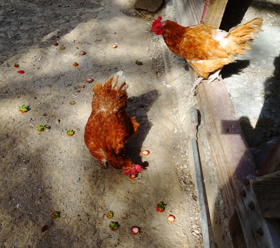 strawberry scraps, chickens, chicken run