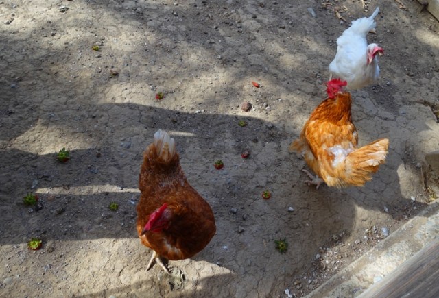 chicken yard, chicken coop, chickens, strawberries