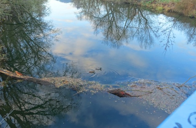 ducks, mallards, Saale River, Jena, Germany
