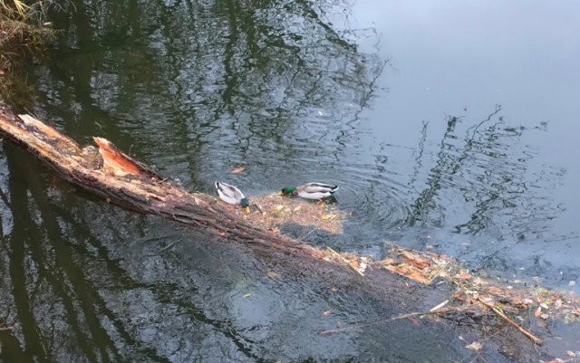 ducks, mallards, Saale River, Jena, Germany