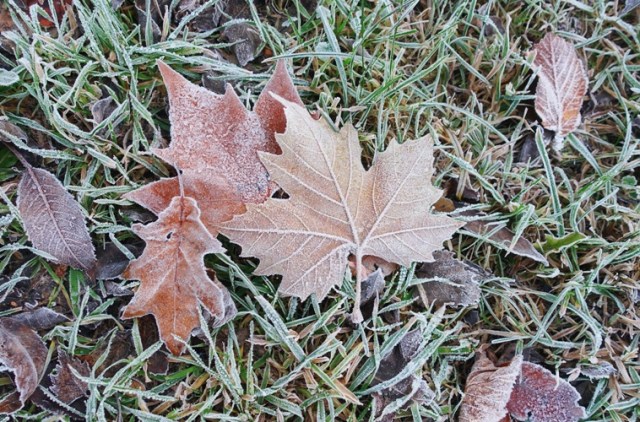 frost, leaves, winter, autumn, frosty, leaves