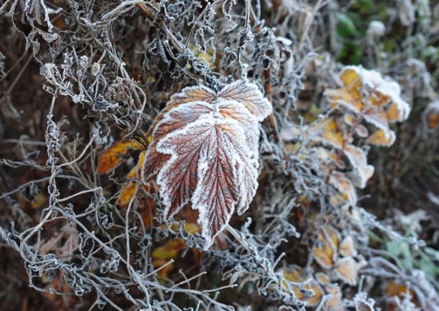 leaves, frost, winter, cold, foilage