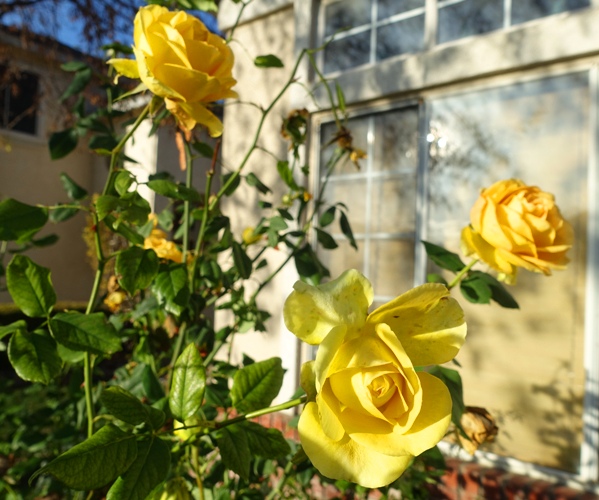 Winter roses, yellow roses
