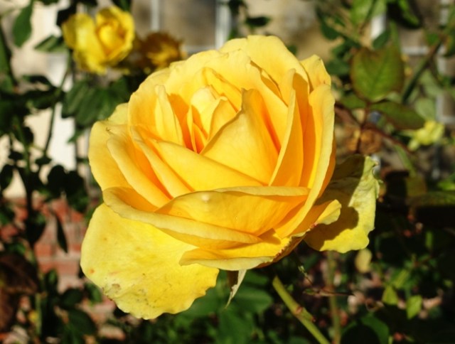 yellow roses, winter roses, december roses