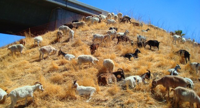 Goats R Us, grazing goats, weed control