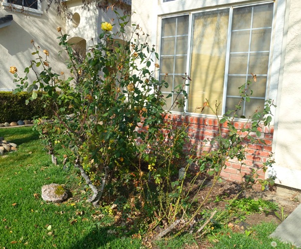 Pruning roses, January, yard work, roses, yellow roses